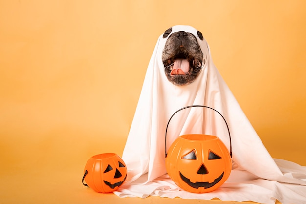 Lustiger Hundegeist mit einem Halloween-Kürbis in einem Fotostudio