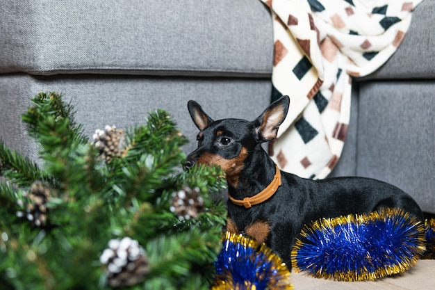 Lustiger Hundezwergpinscher hat im Zimmer ein Durcheinander gemacht und mit dem Weihnachtsbaum gespielt