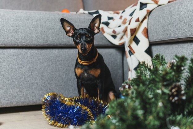 Lustiger Hundezwergpinscher hat im Zimmer ein Durcheinander gemacht und mit dem Weihnachtsbaum gespielt