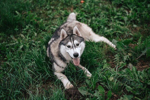 Lustiger Husky-Hund, der auf dem Gras mit seiner heraushängenden Zunge liegt.
