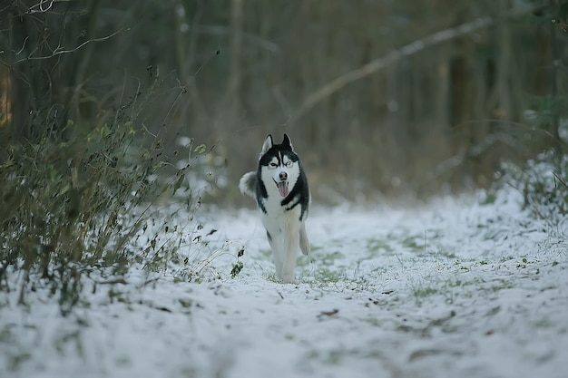 Foto lustiger husky läuft im winter durch den wald, ein spaziergang im frostigen verschneiten wald, ein süßer husky in der winterlandschaft