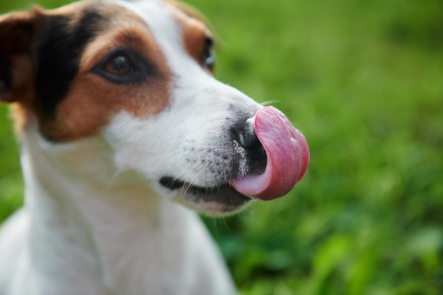 Lustiger Jack Russell, der seine Nase mit rosa Zunge leckt