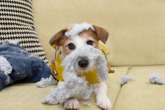 Lustiger Jack Russell Hund nach Biss und zerstöre ein Kissen mit unschuldigem Ausdruck.