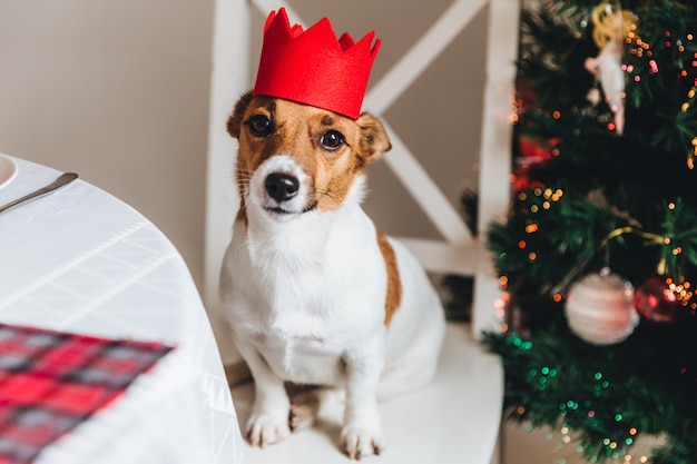 Lustiger Jack Russell Terrier mit roter Krone wirft gegen verzierten Baum des neuen Jahres auf