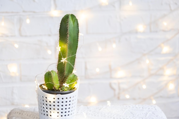 Lustiger Kaktus in Form eines männlichen Penis in Lichterketten, eingehüllt in warmes Weihnachts- und Neujahrsdekor. Es gibt keinen Urlaub ohne Geschenke. Intime Enthaarung für Männer
