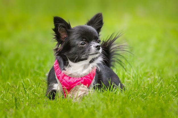 Lustiger kleiner Chihuahua-Hund spielt auf dem Gras x9