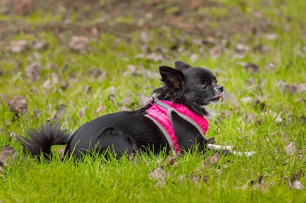 Lustiger kleiner Chihuahua-Hund spielt auf dem Gras x9