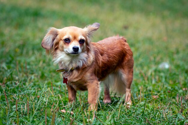 Lustiger kleiner Hund der Chihuahua-Rasse, Nahaufnahme auf dem Hintergrund einer grünen Wiese.