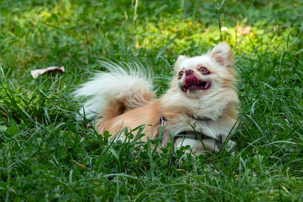 Lustiger kleiner Hund der Rasse Chihuahua Nahaufnahme auf dem Hintergrund einer grünen Wiese..