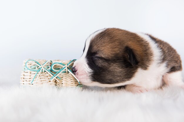 Lustiger kleiner Pembroke Welsh Corgi Hündchen mit Babyschuhen isoliert