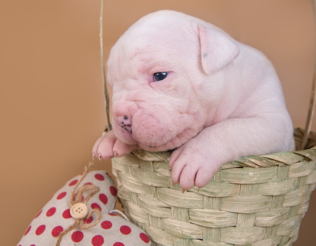 Lustiger kleiner weißer amerikanischer Bulldoggenwelpe sitzt in einem Holzkorb mit rotem Herzen am Valentinstag.