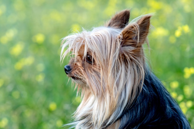 Lustiger kleiner Yorkshire-Hund