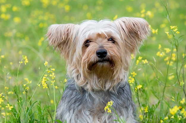 Lustiger kleiner Yorkshire-Hund