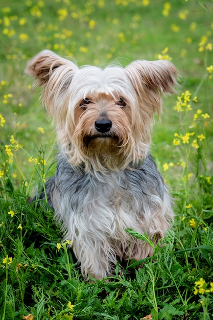 Lustiger kleiner Yorkshire-Hund