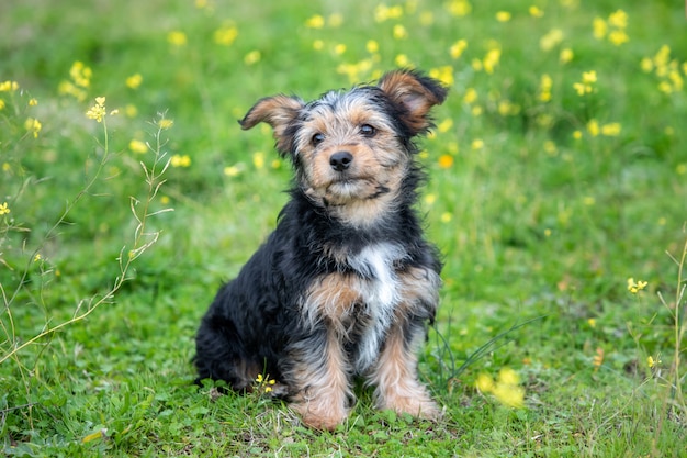 Lustiger kleiner Yorkshire-Hund