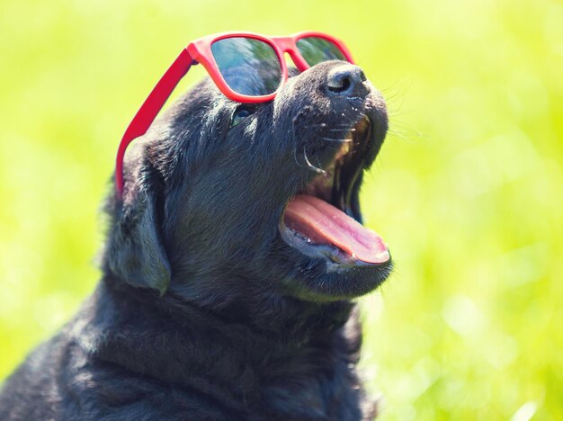 Lustiger Labrador-Retriever-Welpe starrt durch die Sonnenbrille an