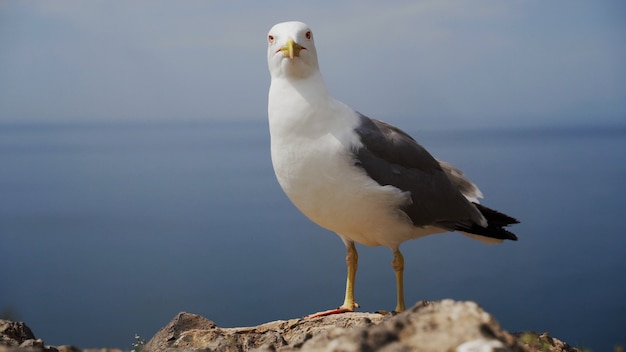 Lustiger Möwenvogel, der auf der Küste nah oben steht