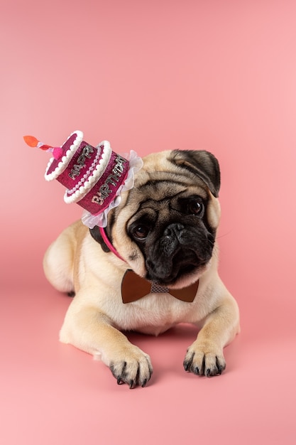 Lustiger Mops, der rosa alles- Gute zum Geburtstaghut auf Rosa trägt.