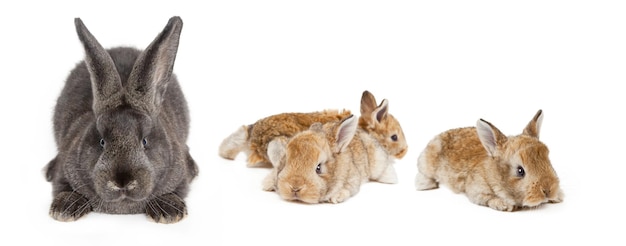 Lustiger Osterhase Fröhliches Osterferienkonzept