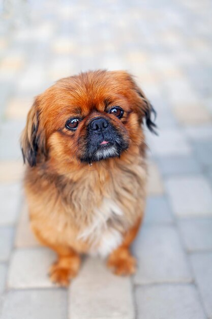 Lustiger Pekingese-Hund, der im Garten sitzt.