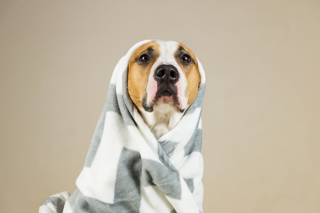 Lustiger Pitbull-Hund in der Decke werfen. Schöner junger Staffordshire-Terrier, der in minimalistischem Hintergrund nach Bad oder Dusche aufwirft, eingewickelt in Handtuch oder Plaid