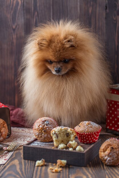 Lustiger pommerscher Hund mit Leckereien auf Holztisch. Flauschiger Hund. Pommerscher Hund mit Muffins