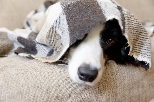 Lustiger Porträtwelpenhunde-Grenzcollie, der auf Couch unter kariertem Innen liegt