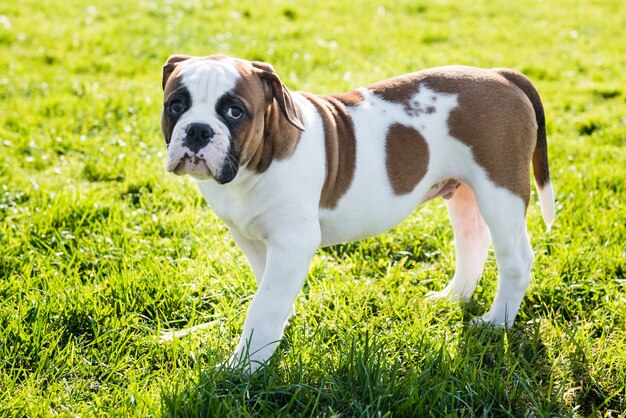 Lustiger roter amerikanischer Bulldoggenwelpe auf Natur