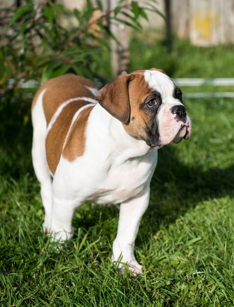 Lustiger roter amerikanischer Bulldoggenwelpe auf Natur