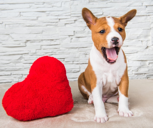 Lustiger roter Basenji Hündchen mit rotem Herzen, Hund lächelt