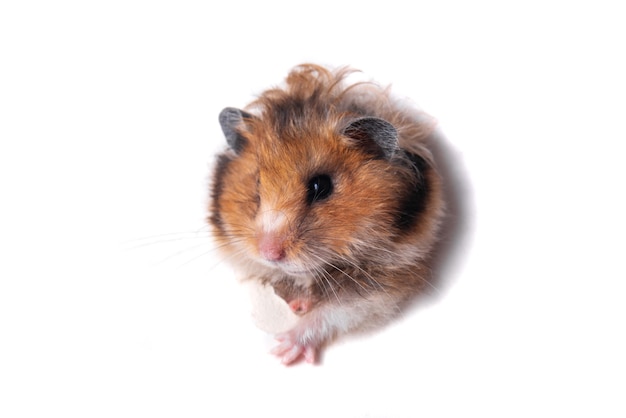 Lustiger roter syrischer Hamster guckt durch ein Papierloch