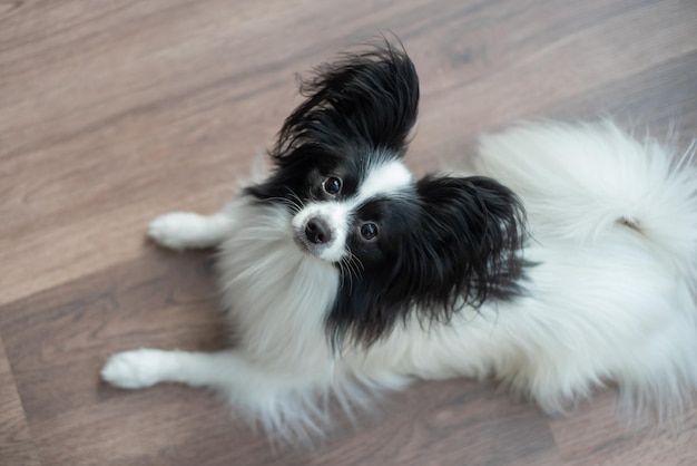 Lustiger Schäferhund auf einem dunklen Holzboden Papillon Hundeschmetterling