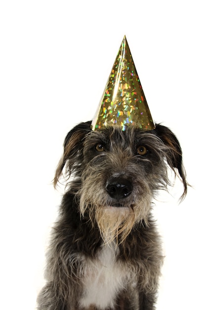 LUSTIGER SCHWARZER HUND, DER EINEN GEBURTSTAG ODER EIN NEUES JAHR MIT EINEM GOLDENEN PARTEI-HUT FEIERT.