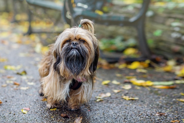 Lustiger Shihtzu für einen Spaziergang am frechen Herbsttag