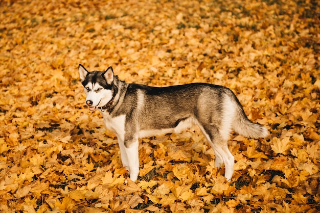 Lustiger Siberian Husky, der in den gelben Blättern liegt