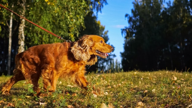 Lustiger Spaniel mit braunem Fell läuft entlang des grünen Parkrasens und Besitzer hält rote Leine unter hellem Sonnenlicht im Herbst Nahaufnahme