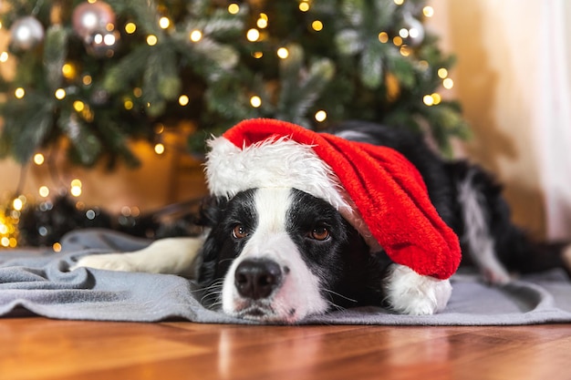 Lustiger süßer Hündchen-Border-Collie mit rotem Weihnachtsmann-Hut im Weihnachtskostüm, der sich in der Nähe von chr hinlegt