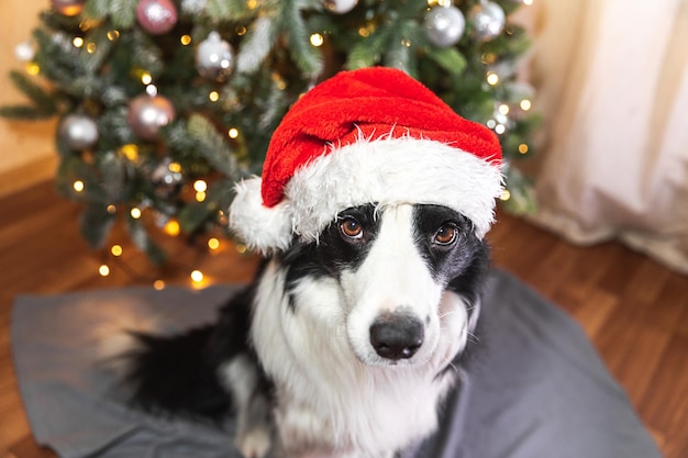 Lustiger süßer Hündchen-Border-Collie mit rotem Weihnachtsmann-Hut im Weihnachtskostüm in der Nähe des Weihnachtsbaums