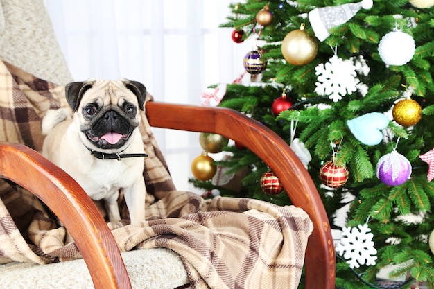 Lustiger, süßer und verspielter Mopshund auf Schaukelstuhl in der Nähe des Weihnachtsbaums auf hellem Hintergrund