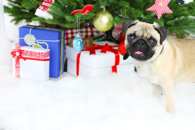 Lustiger, süßer und verspielter Mopshund auf weißem Teppich in der Nähe des Weihnachtsbaums