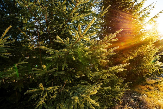 Lustiger süßer weihnachtsbaum mit flauschigem weißem schnee auf einer sonnigen hellen wiese in den ungewöhnlichen bergen der karpaten