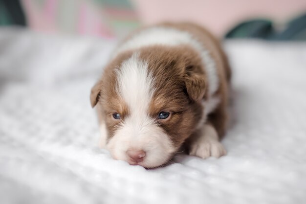 Lustiger süßer Welpe auf weißem Bett Aussie Hunderasse Australian Shepherd Dog