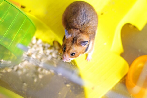 Lustiger syrischer Hamster verlässt einen Käfig