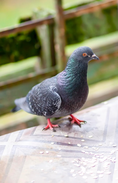 Lustiger Taubenvogel, der draußen Haferflocken isst.