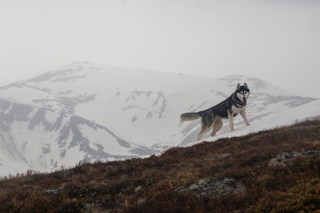 Lustiger und glücklicher junger grauer und weißer Siberian Husky auf Schnee in den Bergen