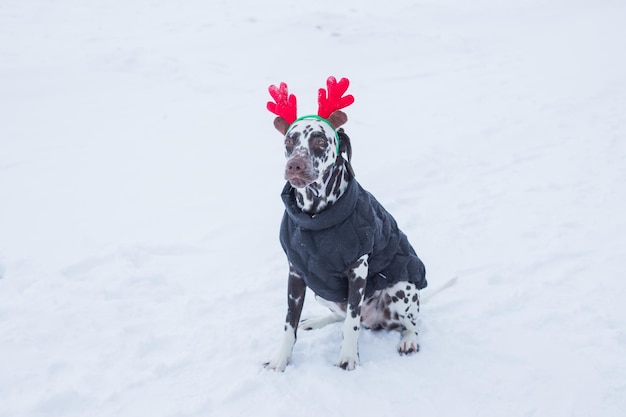 Lustiger und süßer Hund in lustigen Hirschgeweihen steht im Winter im SchneeDalmatiner Welpe mit Hirschhörnern an seinem berauschenden Familienurlaub Neujahr und Weihnachtspostkarte zur Weihnachtsfeiertagseinladung