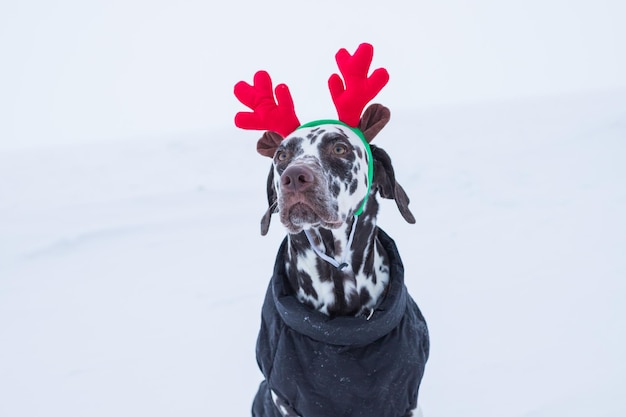 Lustiger und süßer Hund in lustigen Hirschgeweihen steht im Winter im SchneeDalmatiner Welpe mit Hirschhörnern an seinem berauschenden Familienurlaub Neujahr und Weihnachtspostkarte zur Weihnachtsfeiertagseinladung