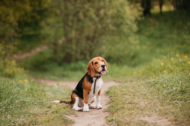 Foto lustiger verspielter junger beagle-hund, der im sommer auf einem weg in einem park oder wald sitzt