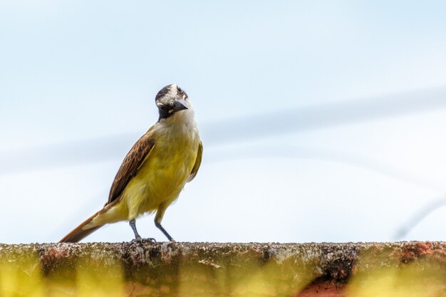 Lustiger Vogel, der Kamera betrachtet