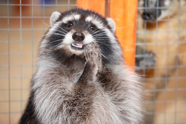 Lustiger Waschbär im Streichelzoo